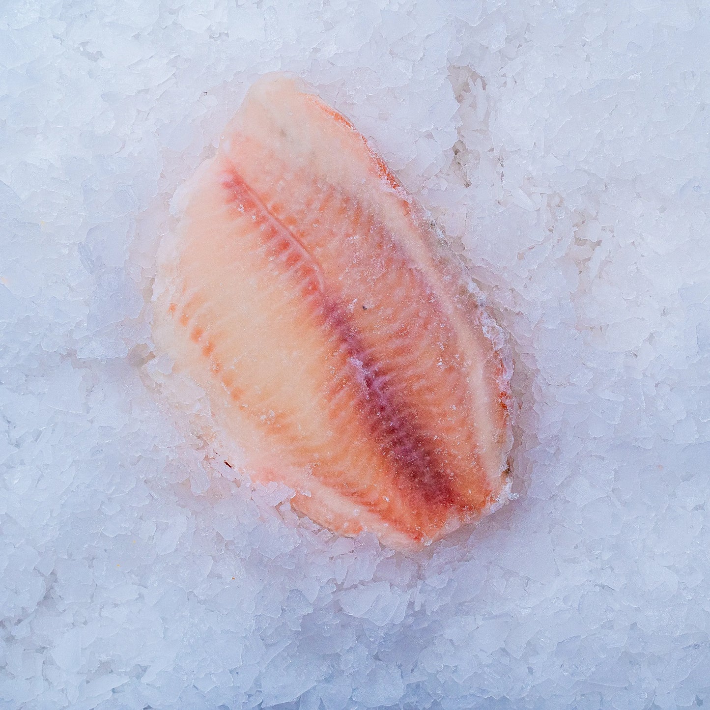 Tilapia filetter