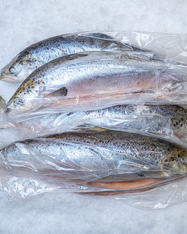 Hel  frossen laks 1-2 kg kasse