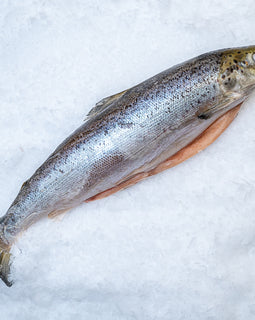 Hel  frossen laks 1-2 kg kasse