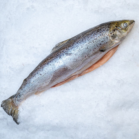 Hel  frossen laks 1-2 kg kasse