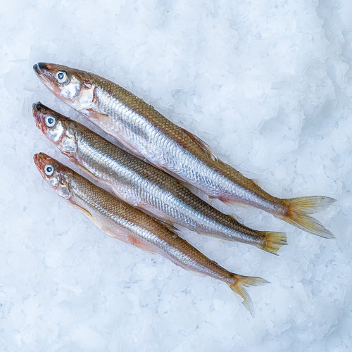 Smelt med rogn , frost