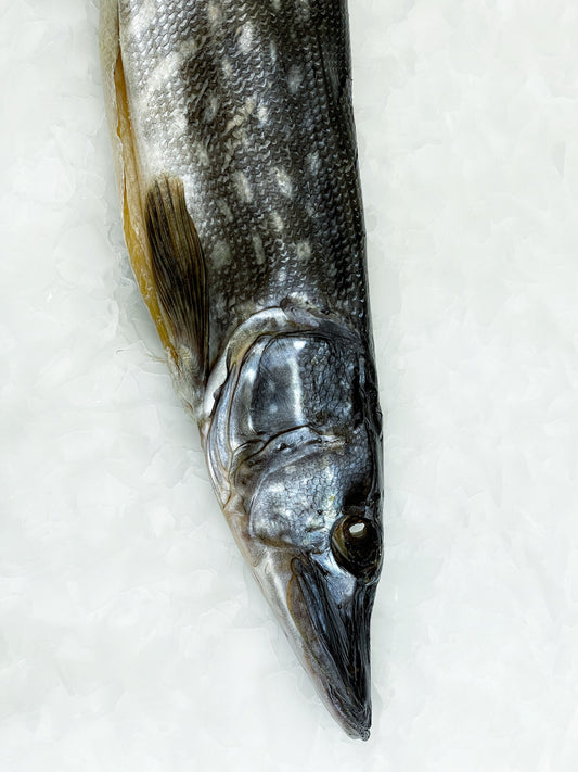 Tørret gedde