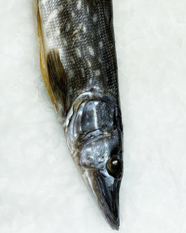 Tørret gedde